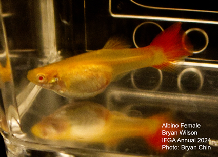 Female guppy albino